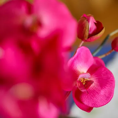 Han/Misafirhane Bader Deutsch Goritz